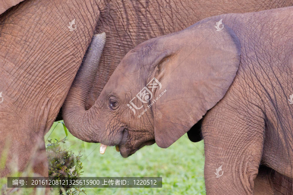 非洲大象（Loxodonta,AFRICANA）在阿多大象公園在南非。