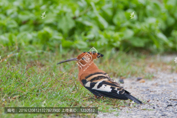 African,hoopoe（Upupa,AFRICANA）在阿多大象公園