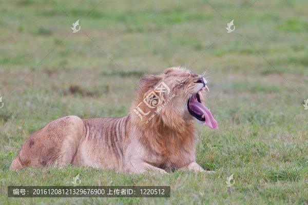 公獅子（獅子虎）在阿多大象公園
