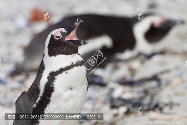 非洲企鵝（Spheniscus,demersus）在巨石群