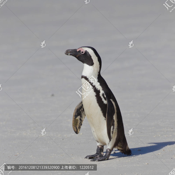 非洲企鵝（Spheniscus,demersus）在巨石群