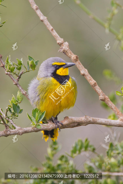 Bokmakierie（telophorus,zeylonus）在阿多大象公園