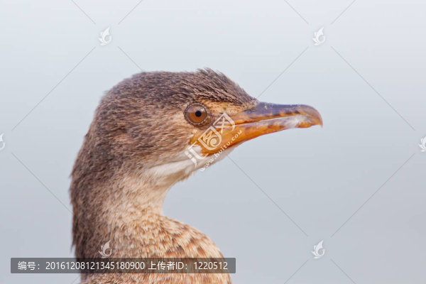 角鸕鶿（Phalacrocorax,capensis）在國(guó)家公園在南非的曠野。