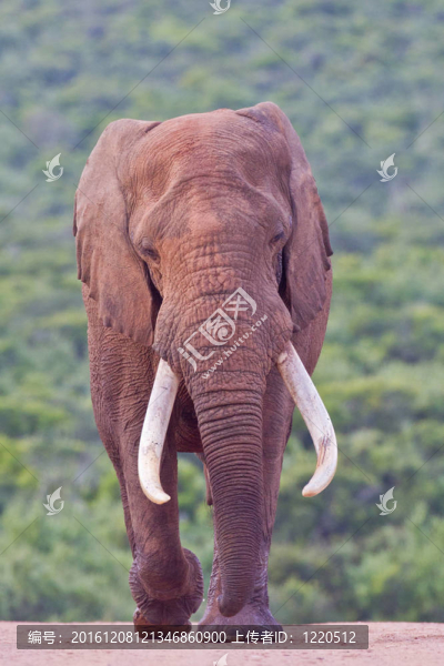 非洲大象（Loxodonta,AFRICANA）在阿多大象公園在南非。