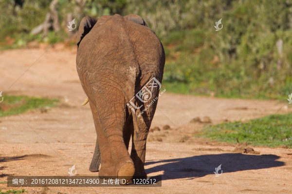 非洲大象（Loxodonta,AFRICANA）在阿多大象公園在南非。