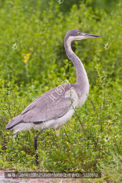 黑頭鷺（鷺melanocephala）在阿多大象公園