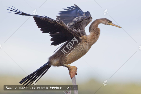 非洲鏢（Anhinga,RUFA）在荒野的國(guó)家公園