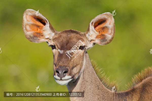 Greater,Kudu（Tragelaphus,strepsiceros）在阿多大象公園
