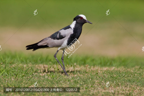 鐵匠鸻（Vanellus,armatus）在國(guó)家公園在南非的曠野。