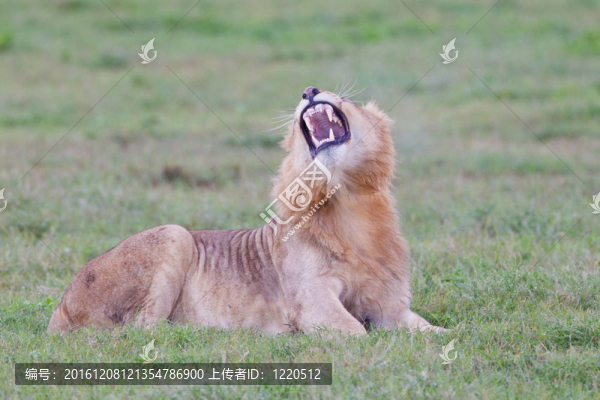 公獅子（獅子虎）在阿多大象公園