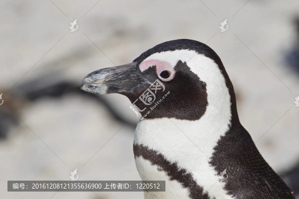 非洲企鵝（Spheniscus,demersus）在巨石群