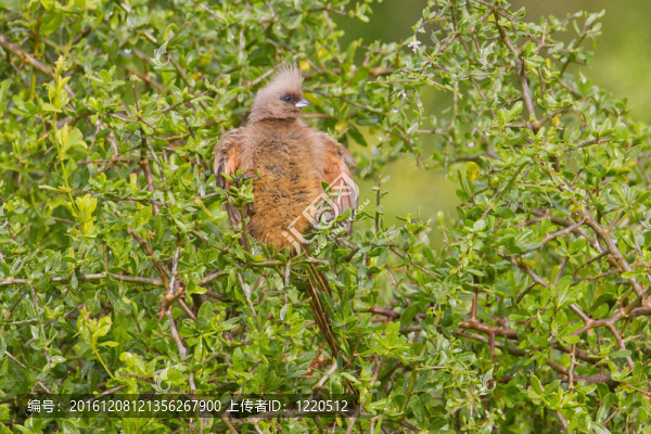 斑點(diǎn)鼠鳥(niǎo)（colius線狀）在阿多大象公園