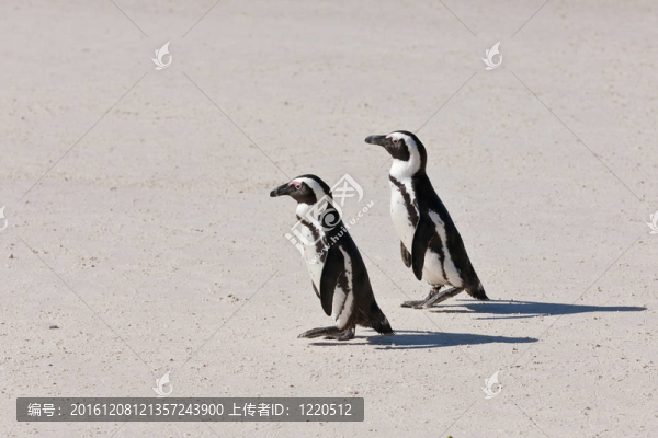 非洲企鵝（Spheniscus,demersus）在巨石群