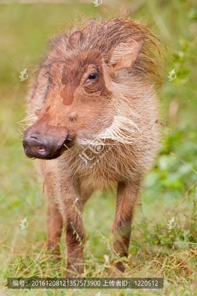疣豬（Phacochoerus,Africanus）在阿多大象公園