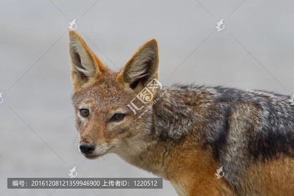 黑背豺（犬mesomelas）在阿多大象公園