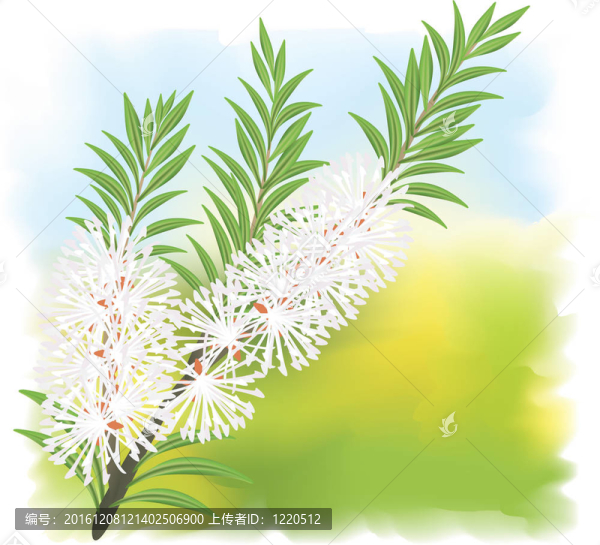 美樂家茶樹。