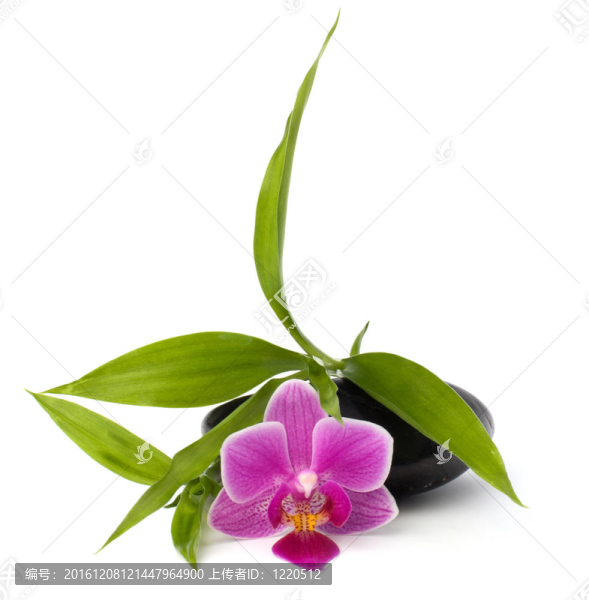 水療與保健概念。蘭花與石頭。