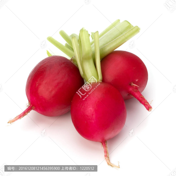 小蘿卜
