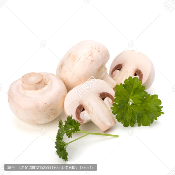 香菇蘑菇和新鮮歐芹