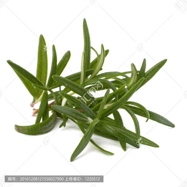 香甜的迷迭香的葉子