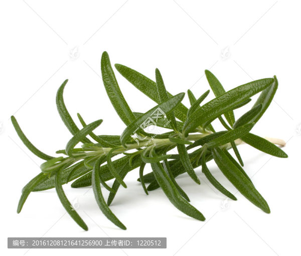 香甜的迷迭香的葉子