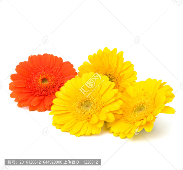 美麗的雛菊非洲菊
