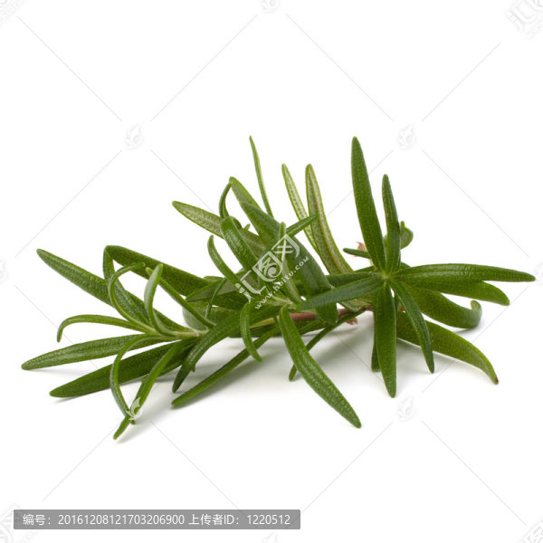 香甜的迷迭香的葉子