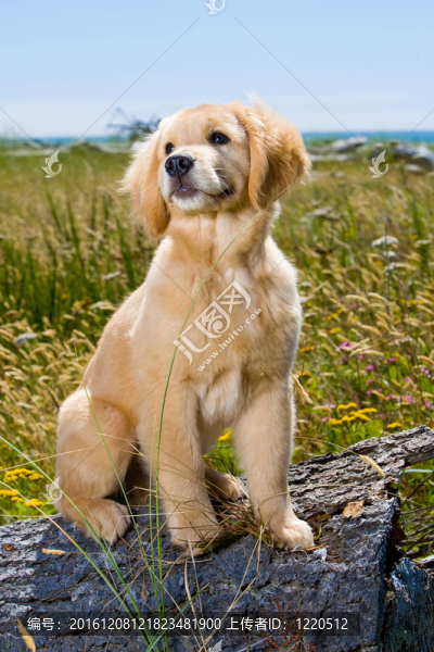 黃金獵犬小狗