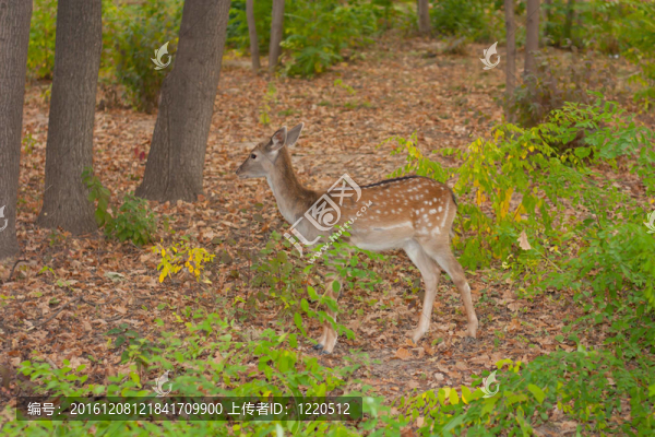 林中紅鹿之子。Bandhavgarh。印度。