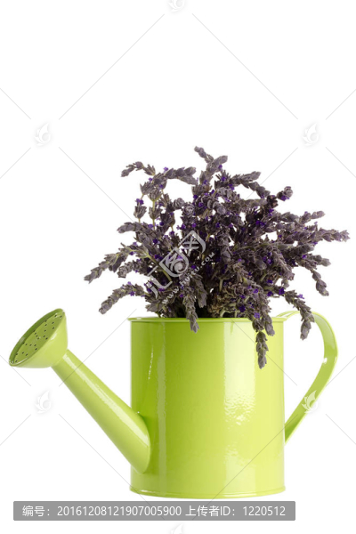 薰衣草花