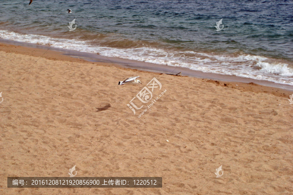 海鷗和海灘