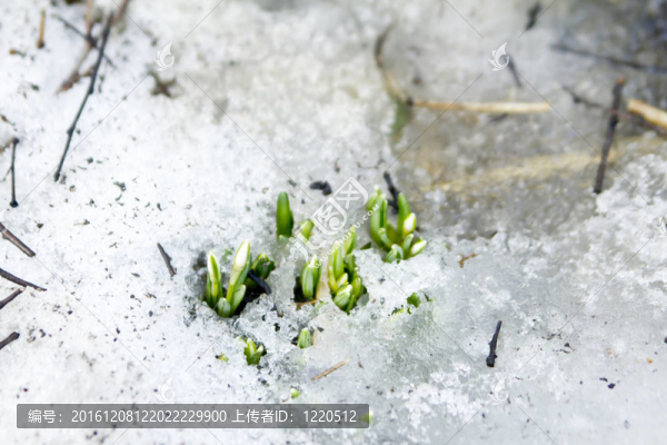 雪花蓮