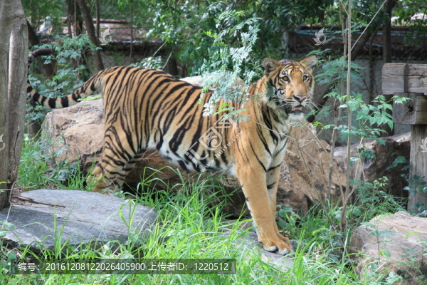 動物園里的老虎