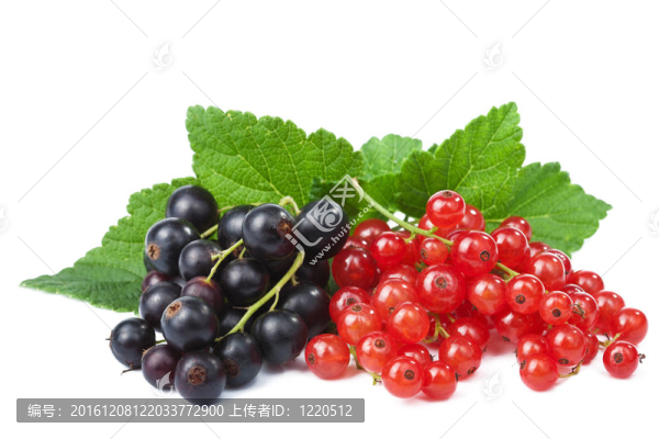 黑醋栗、紅醋栗的分離