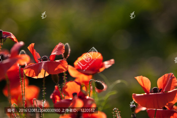 罌粟花