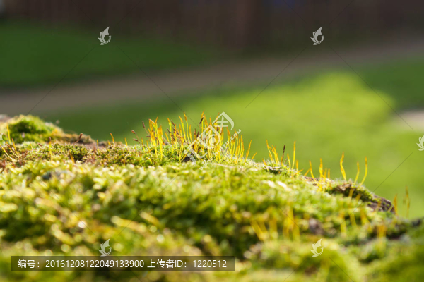 陽光的苔蘚