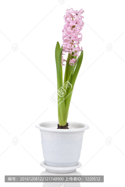 風(fēng)信子花盆栽隔離