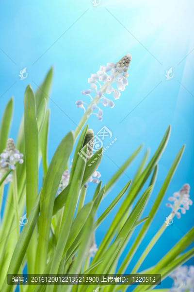 葡萄風(fēng)信子的花