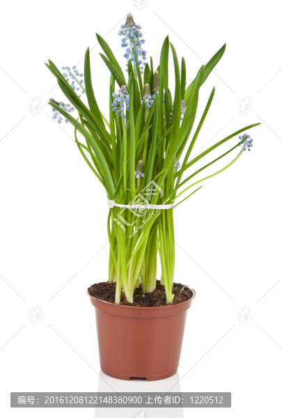 葡萄風(fēng)信子花盆栽隔離