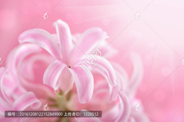 粉紅色的風(fēng)信子花