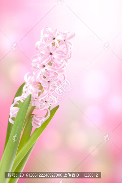 粉紅色的風(fēng)信子花