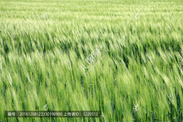 小麥田
