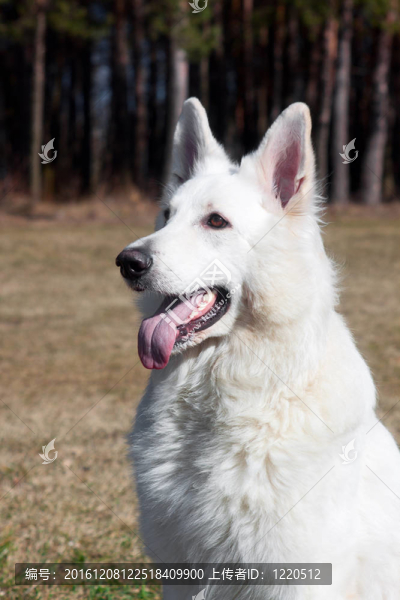 瑞士牧羊犬肖像