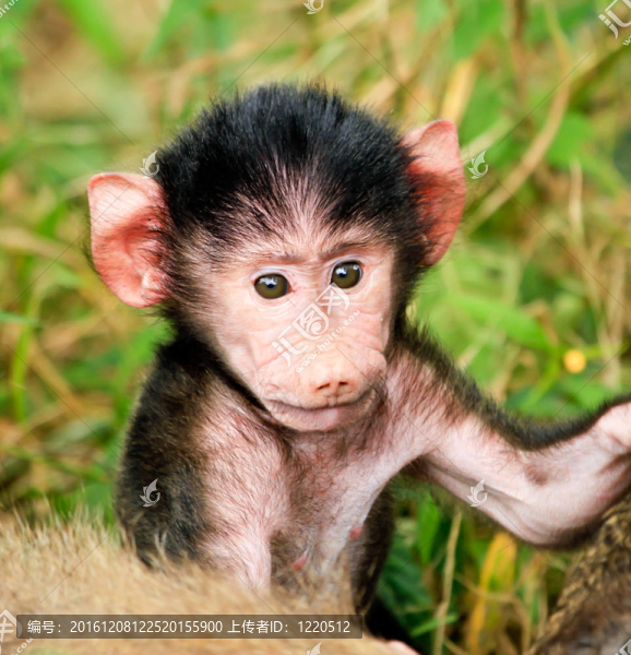 Baboon,Baby,Close