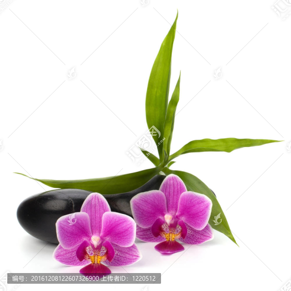 水療與保健概念。蘭花與石頭。