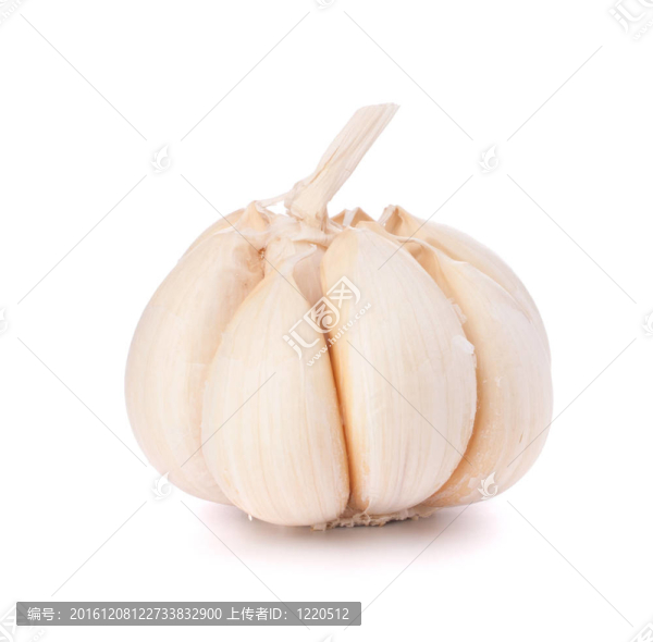 大蒜鱗莖