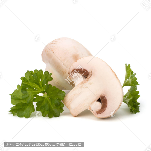 香菇蘑菇和新鮮歐芹