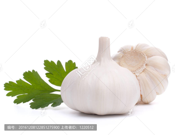 大蒜鱗莖