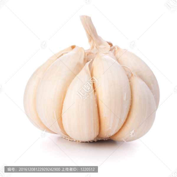大蒜鱗莖