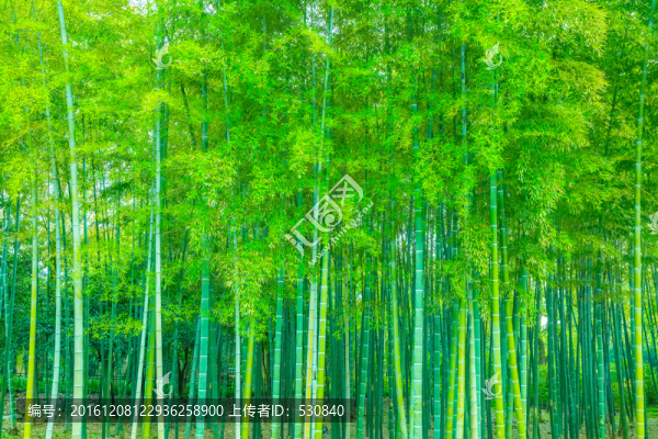 竹林竹子